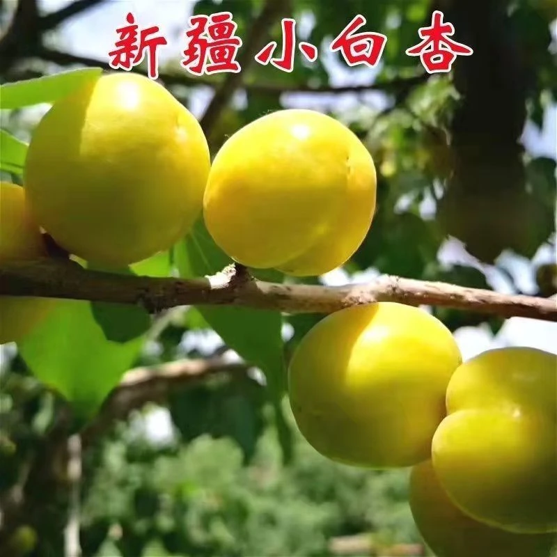 新疆车库小白杏子苗 杏树苗 香白杏子树苗嫁接杏树树苗南北方种植