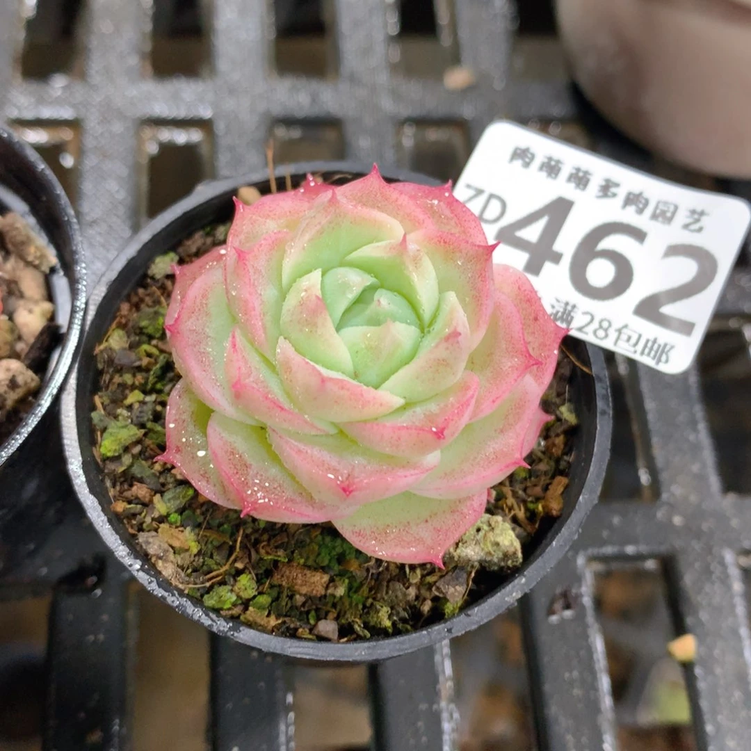 肉萌萌拇指盆精控多肉ZD462