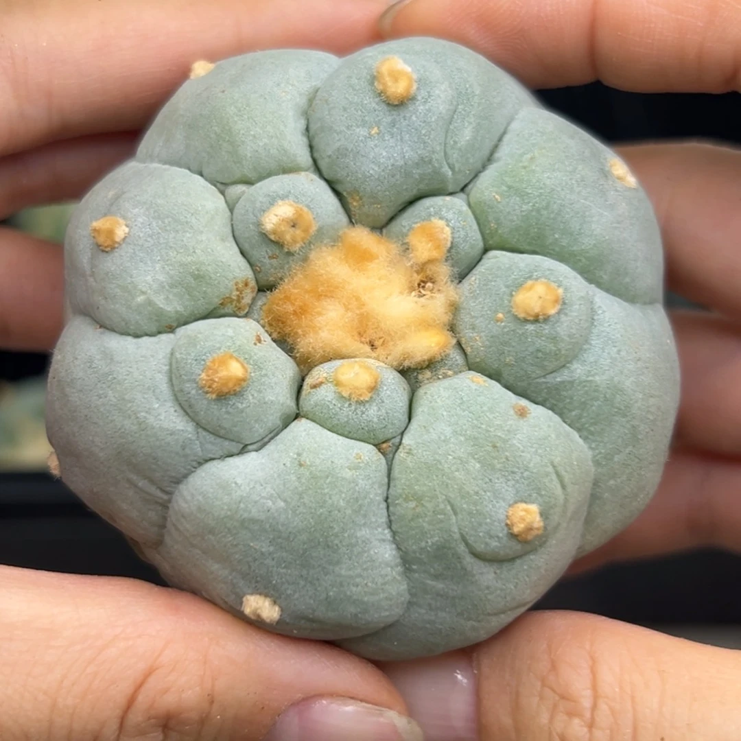 494 有根 仙人球的世界