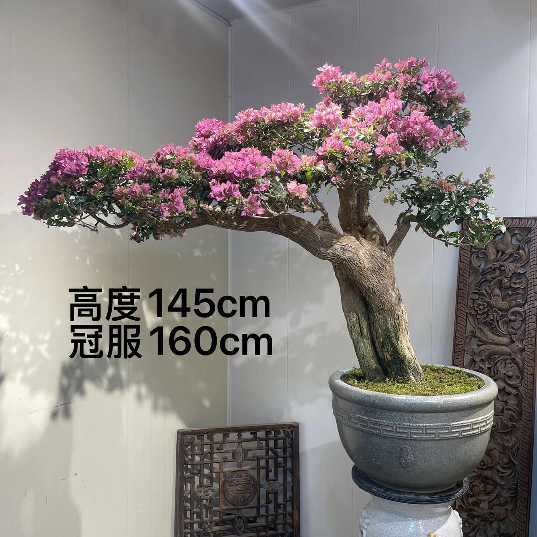 严天盆景｜精品老桩小叶紫花三角梅盆景