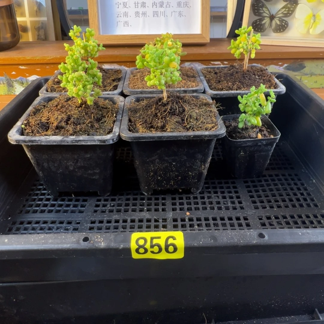 枝干番杏多肉植物856