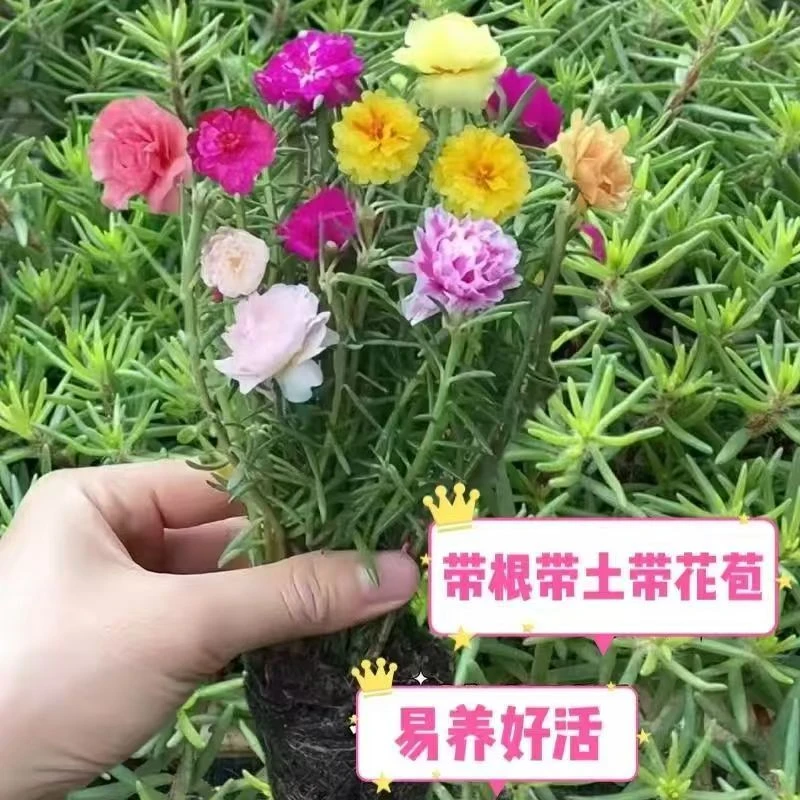 阳台庭院【重瓣太阳花苗】带根太阳花盆栽花卉好养四季跟开花室外
