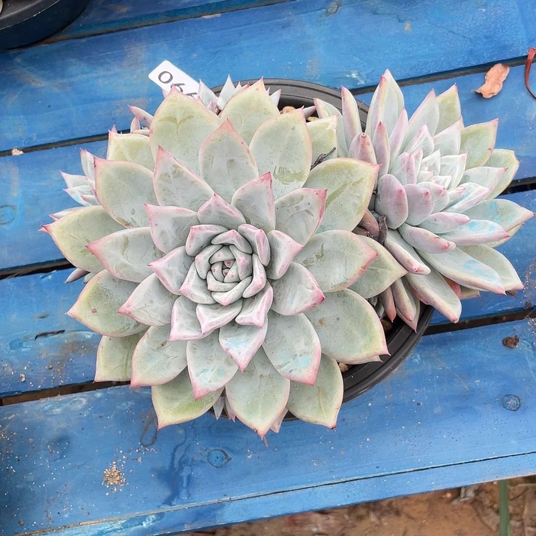若如东云单拍F990