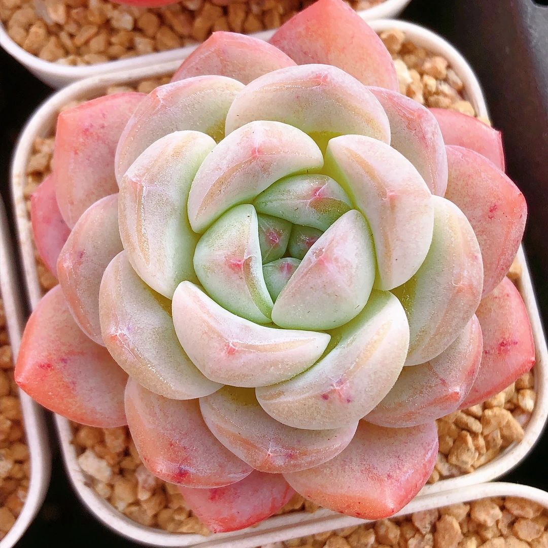 多肉植物   厚梦一颗（尺寸5左右）满28包邮除偏远