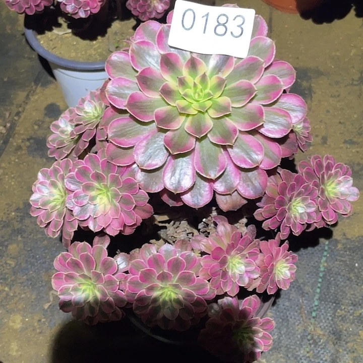 多肉植物法师183黑铜白