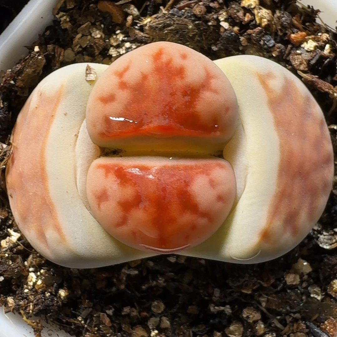 生石花等111111。  119