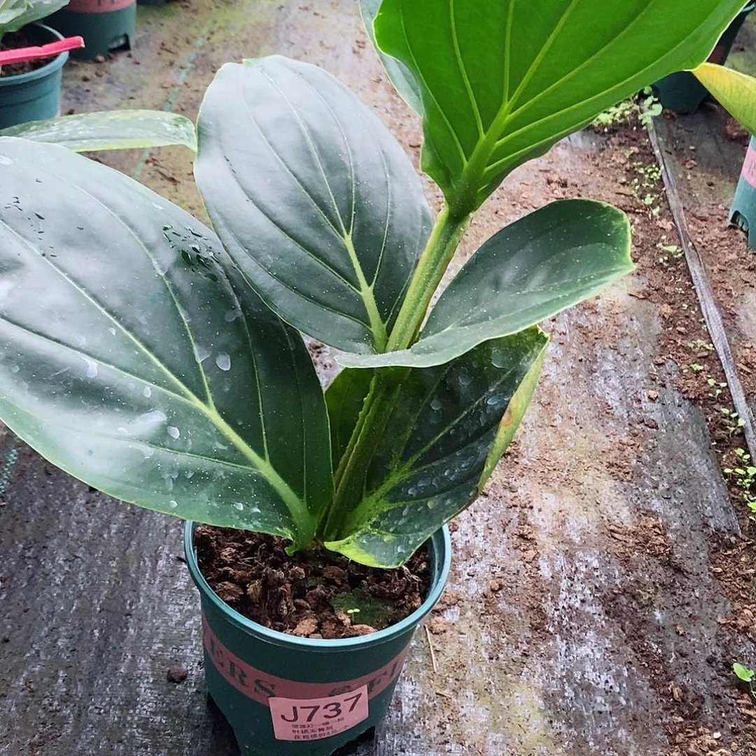 无花朵飞*木本花卉737
