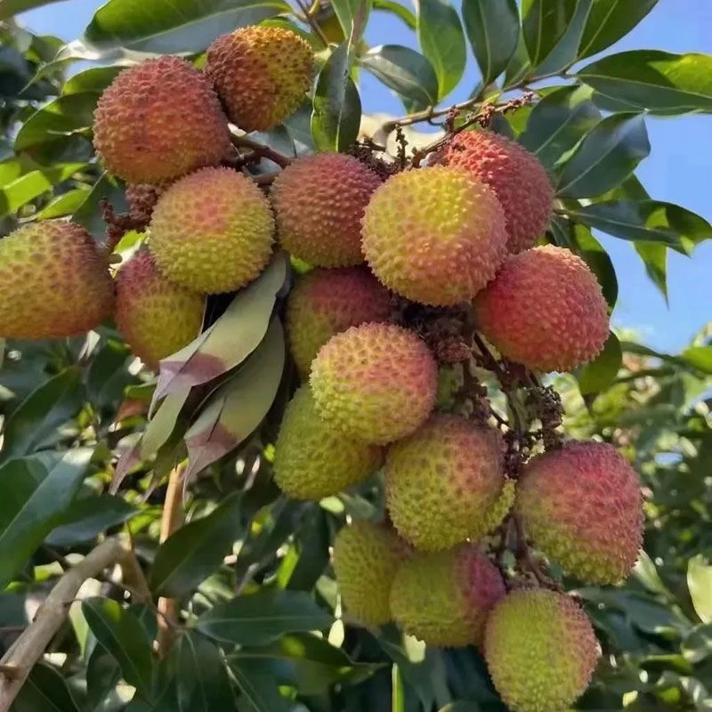 【顺丰EMS空运】现货妃子笑荔枝新鲜广西灵山正宗当季水果