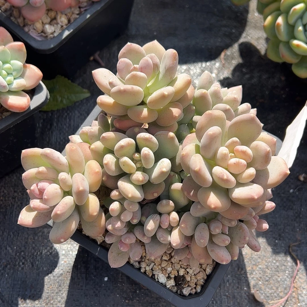 1102053 咖啡美人全状态