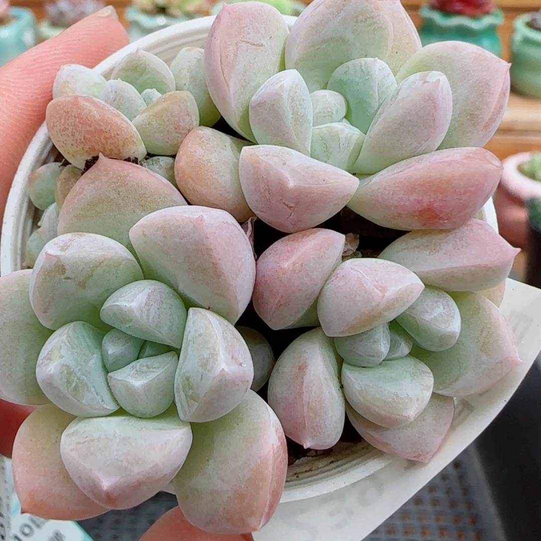 花语逸镜1010-239奶油美人