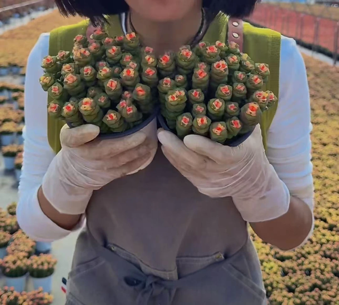 云漫多肉  盆栽舞乙女 多肉植物