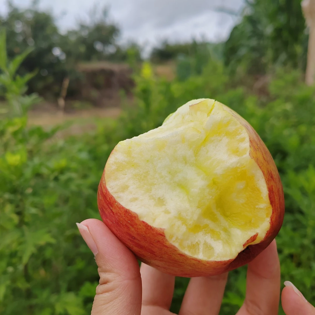 【昭通红露苹果】品质优良，酸甜可口，不催熟、不打蜡树上自然成熟