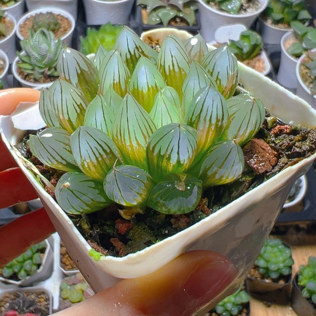 霓虹灯锦多肉多肉1