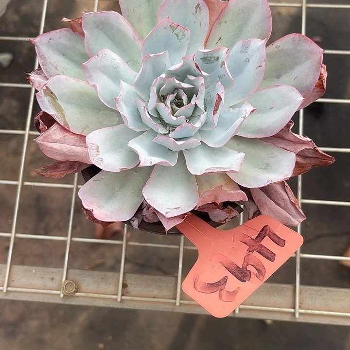 两单包邮，一物一拍493蓝光