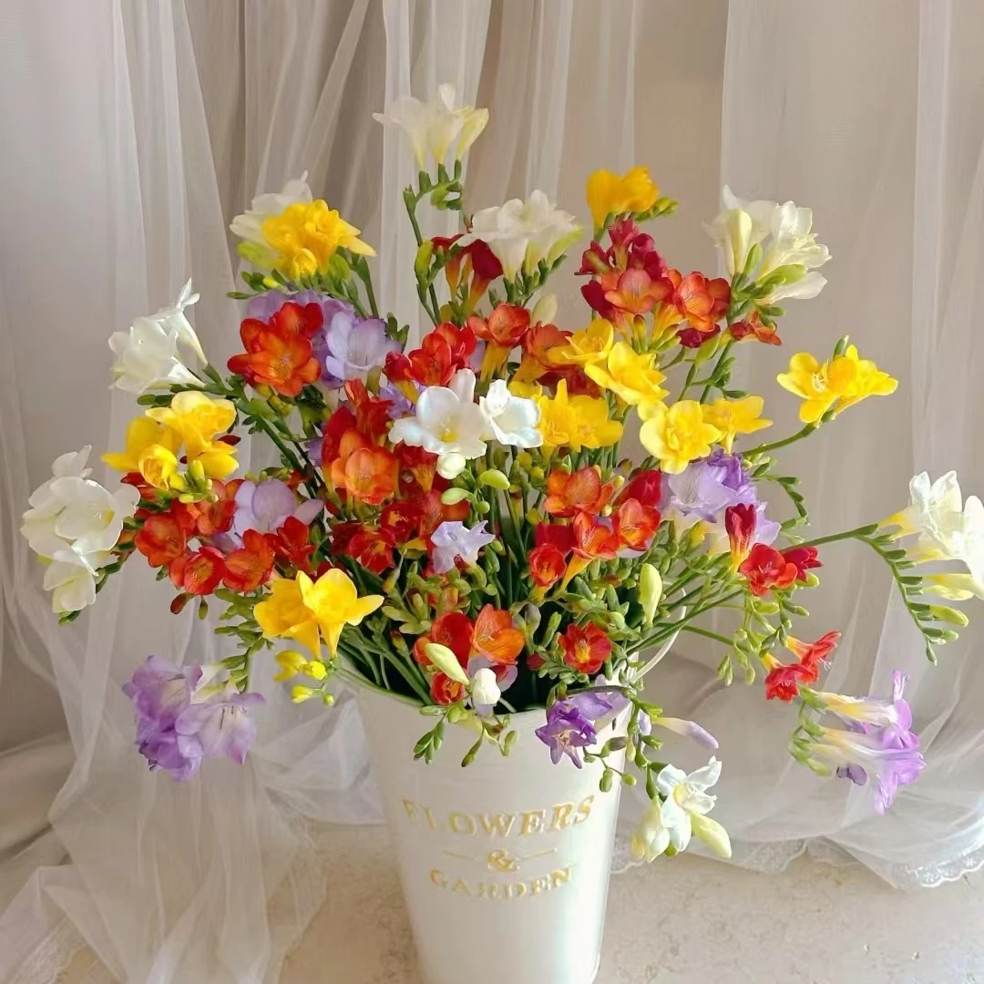 香雪兰   花期长与鲜花任意两单以上包邮