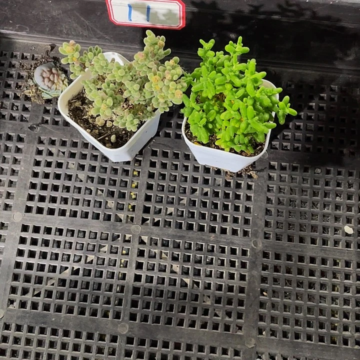 11号筐带盆土发货