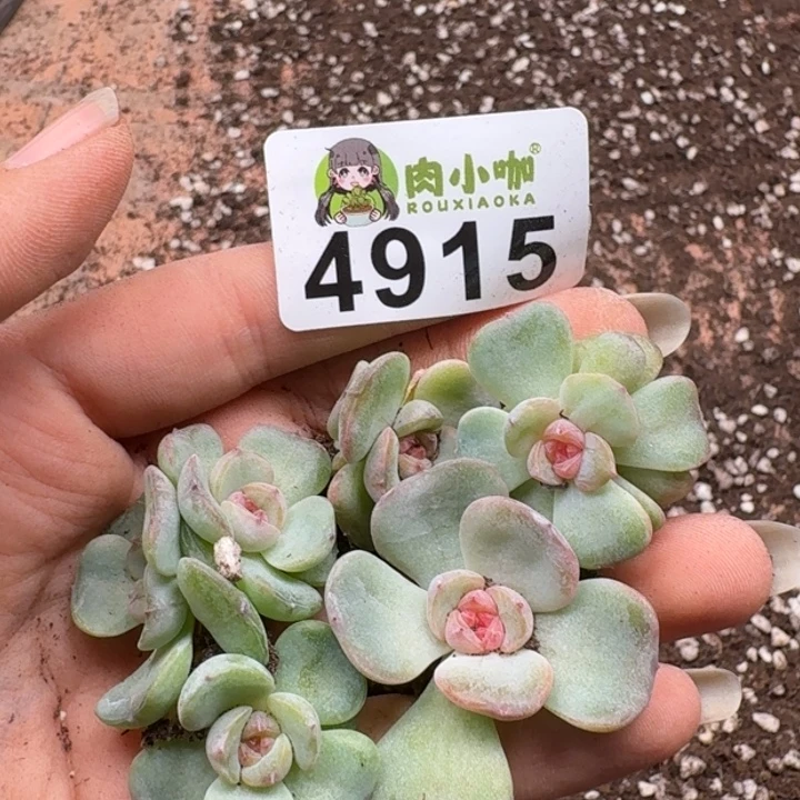 初****多肉植物多肉植物