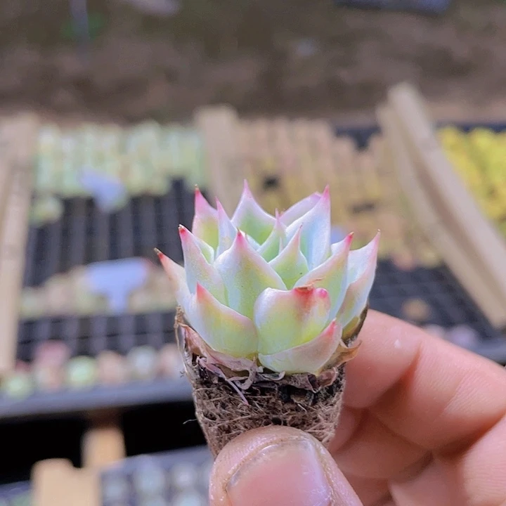 136天上人间精品多肉