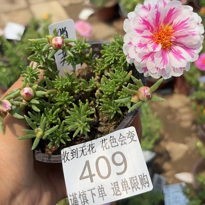 无花朵409俏芙蓉超小苗盆口10cm