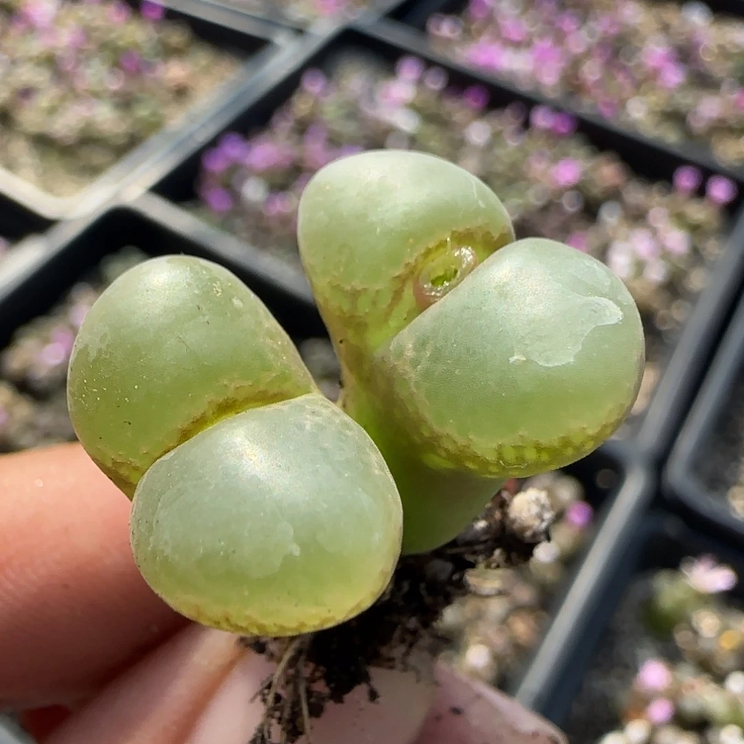 大透窗福利风铃4号