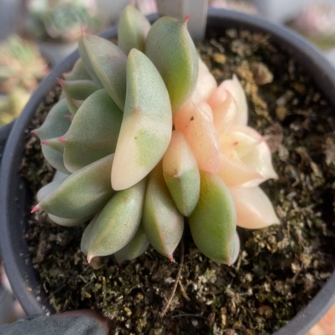 480贝加尔湖锦锦锦锦锦锦