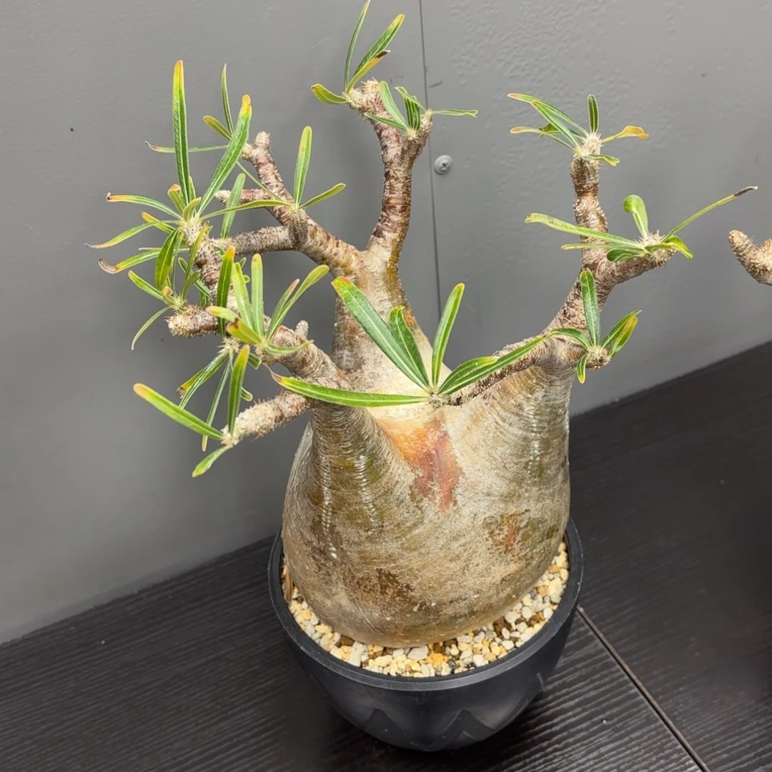 寄养补差价这个宫