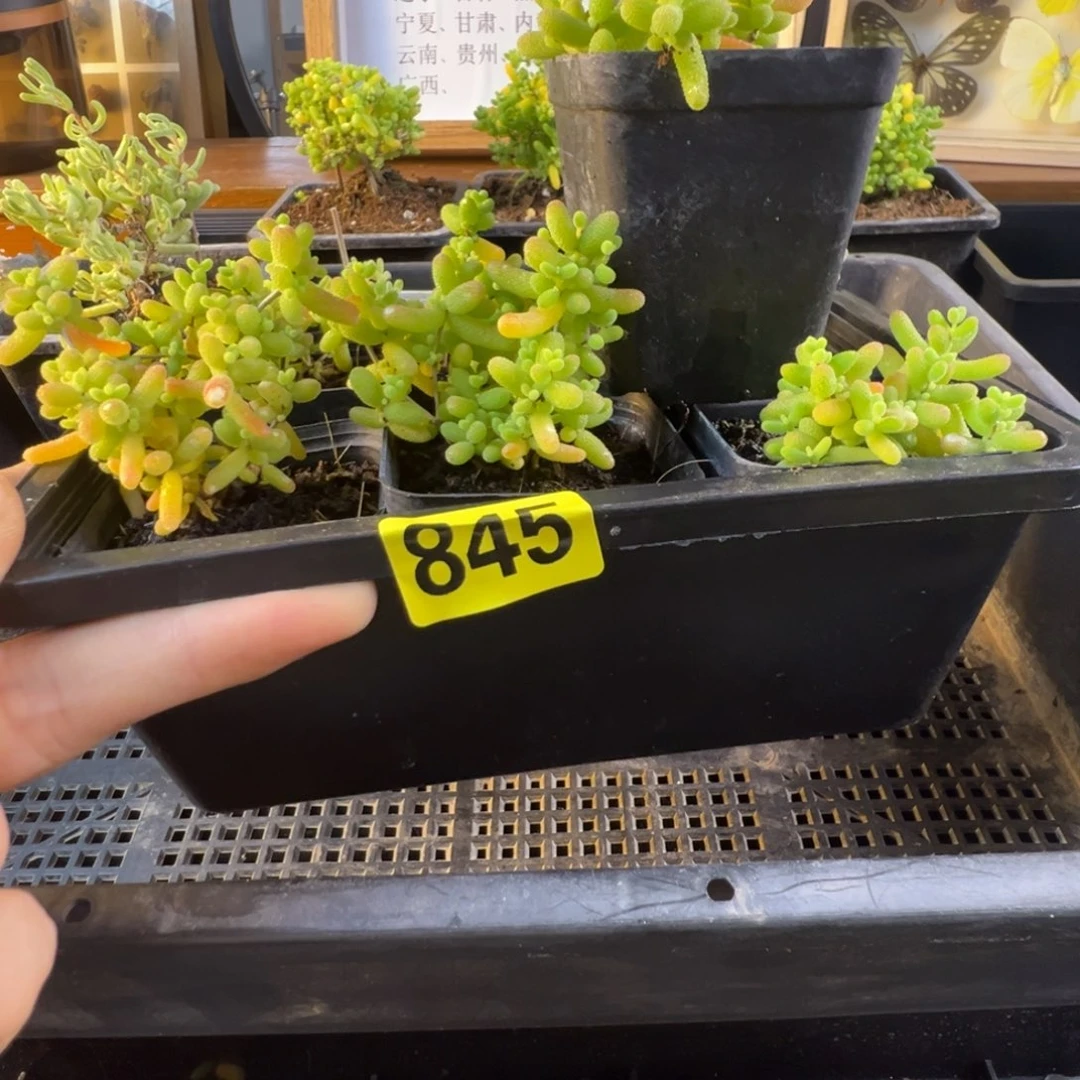 枝干番杏多肉植物845