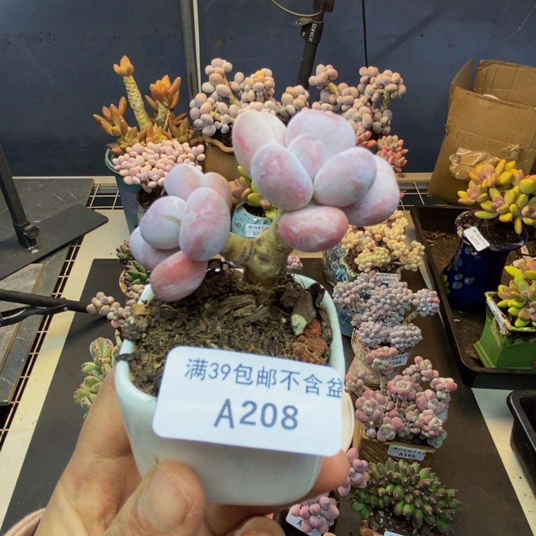 208橙雪球多肉4cm