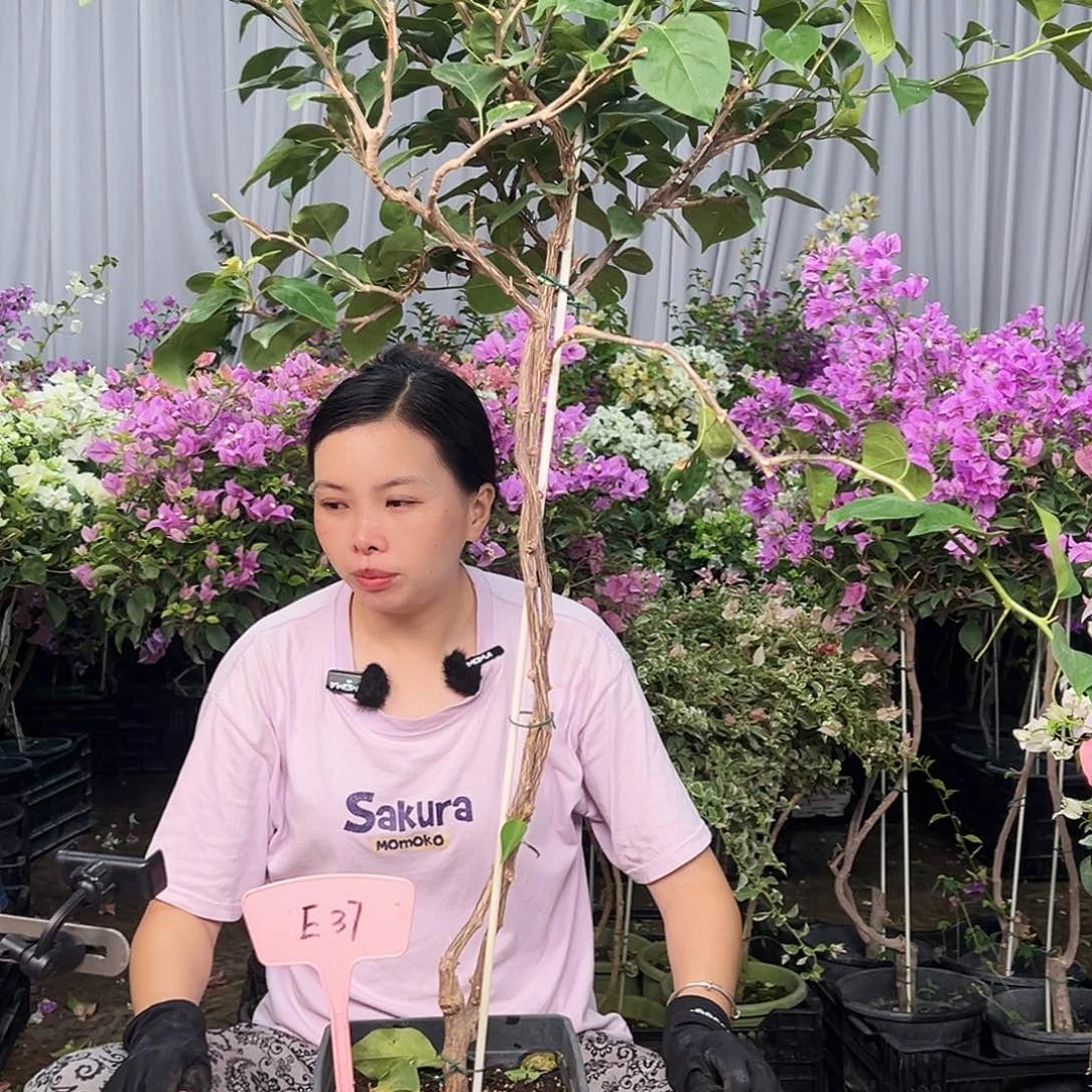 莫***莫大部分花苞少量开放E37不甜