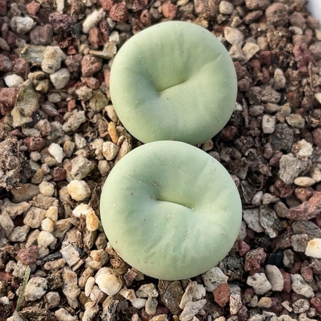 23-11嘴多肉植物肉锥