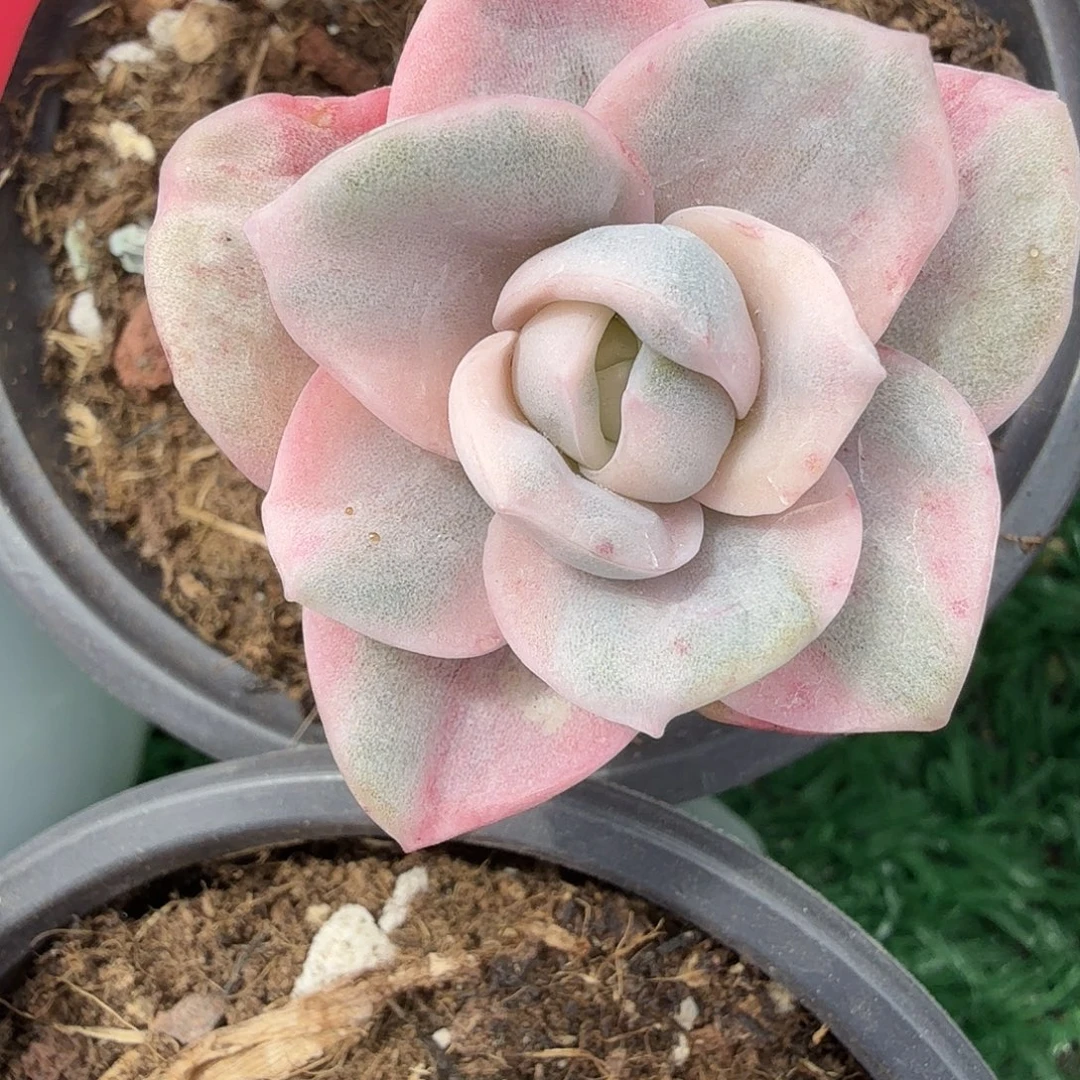 可爱玫瑰锦美美美