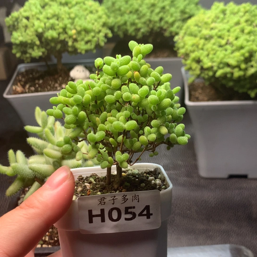 054蜜橘。