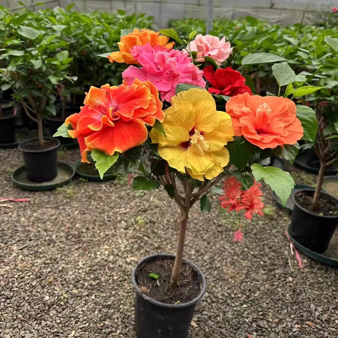 嫁接多色木槿地栽庭院盆栽换盆无售后