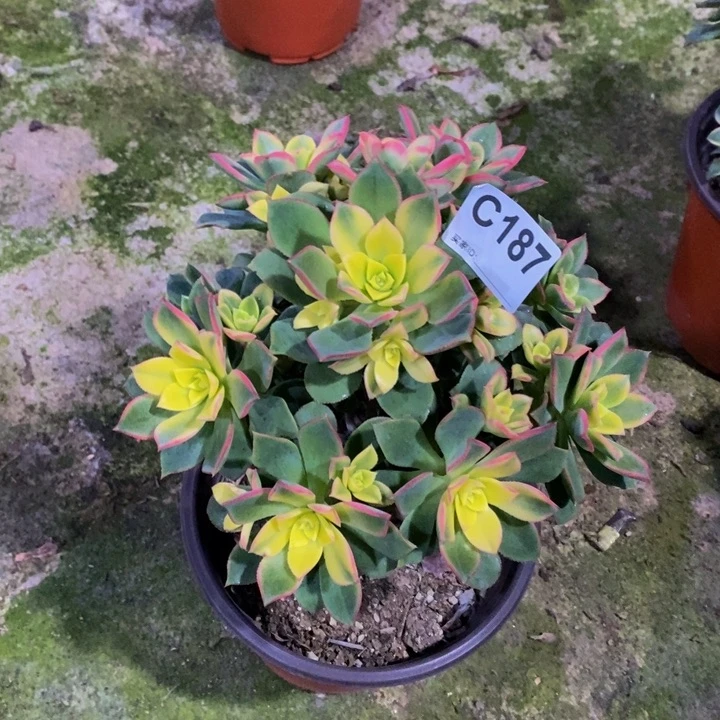 艳日辉多肉植物187