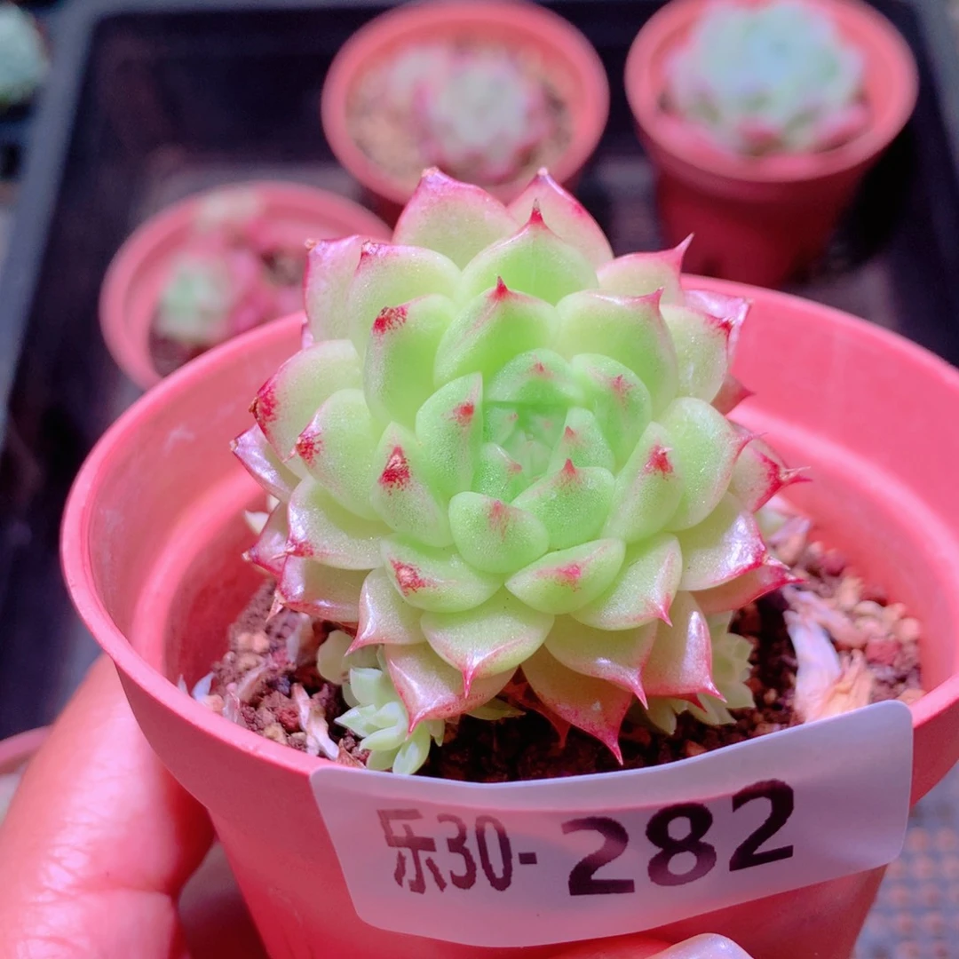 乐然30-282 麦秆群 不包整