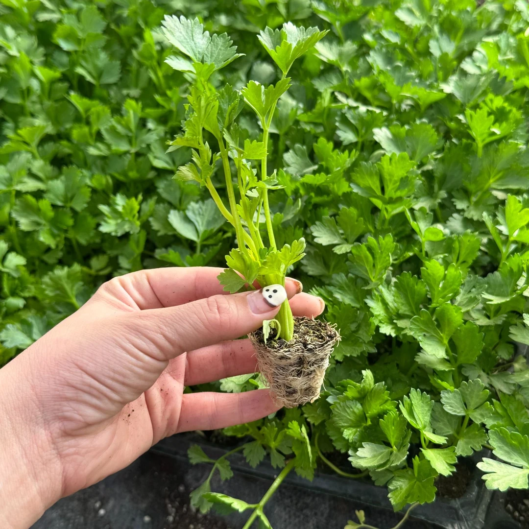 芹菜苗大皇后简单容易种植芹菜幼苗秧苗懒人种植阳台小院四季种植