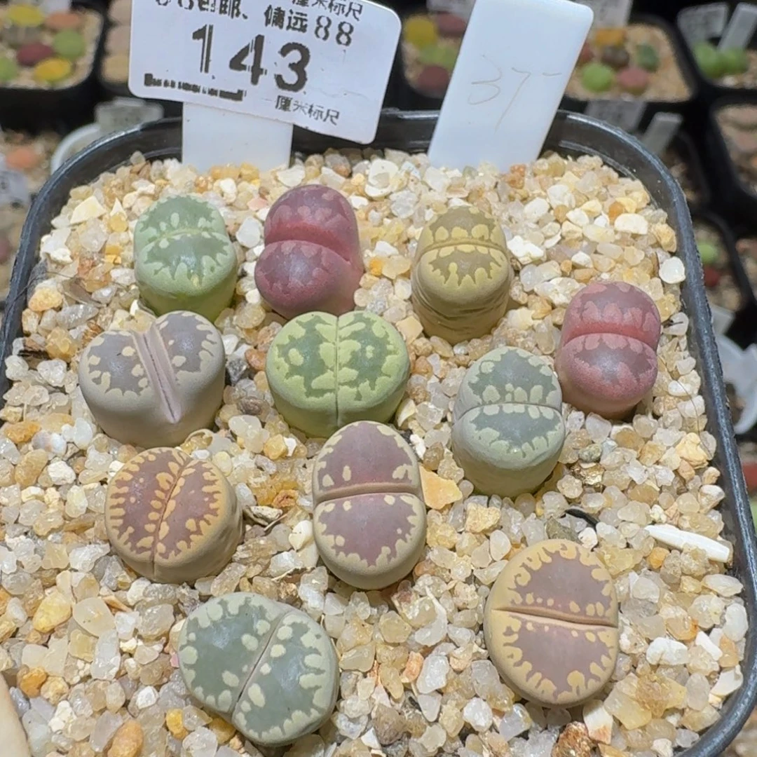 Ssss精品生石花143