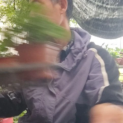 无花朵白珍珠，月光女神，玛雅，摩洛哥