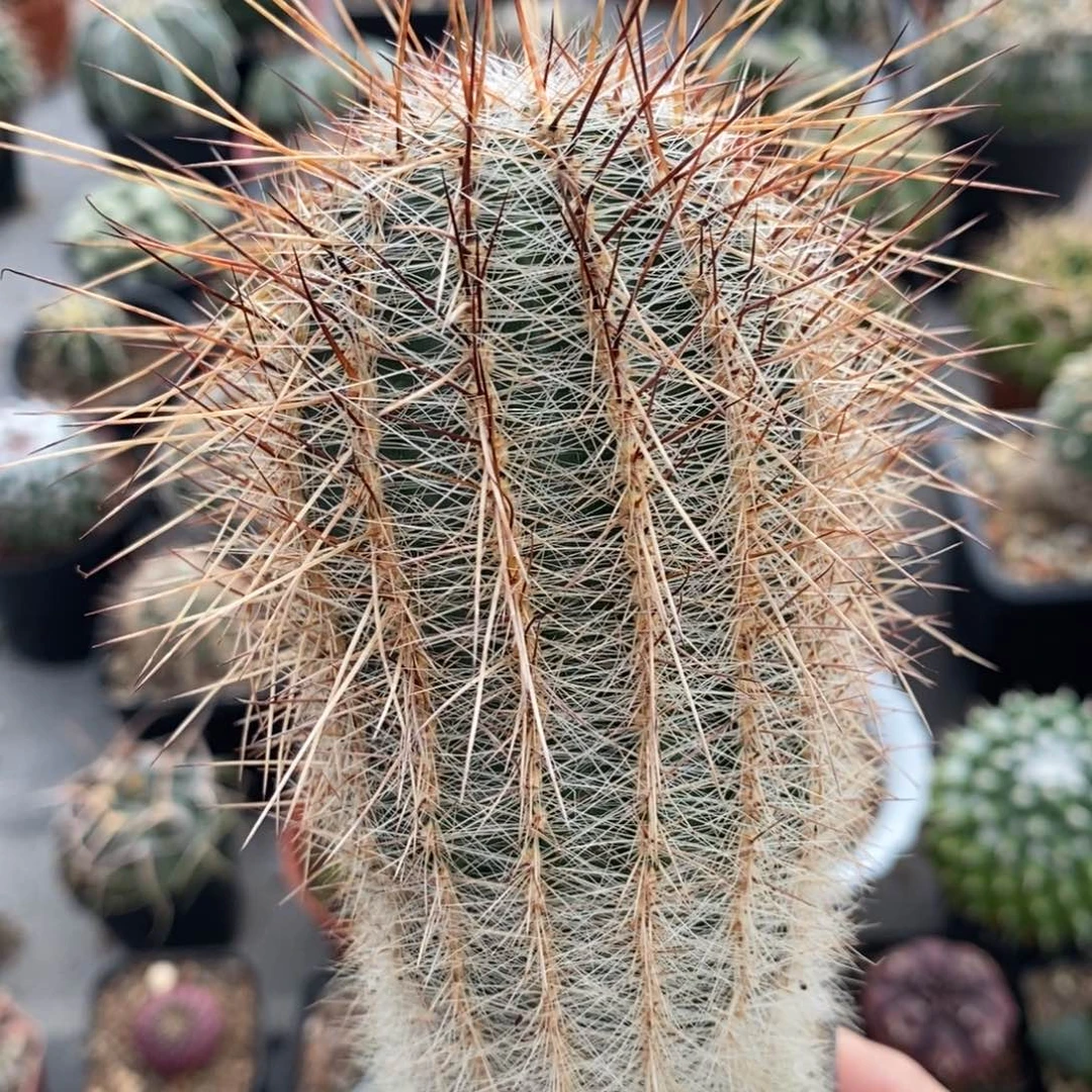 卡莱马拉植播园艺