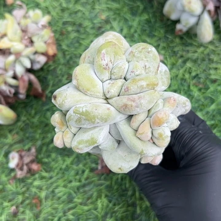 可可爱爱胖拇指～一物一拍2383