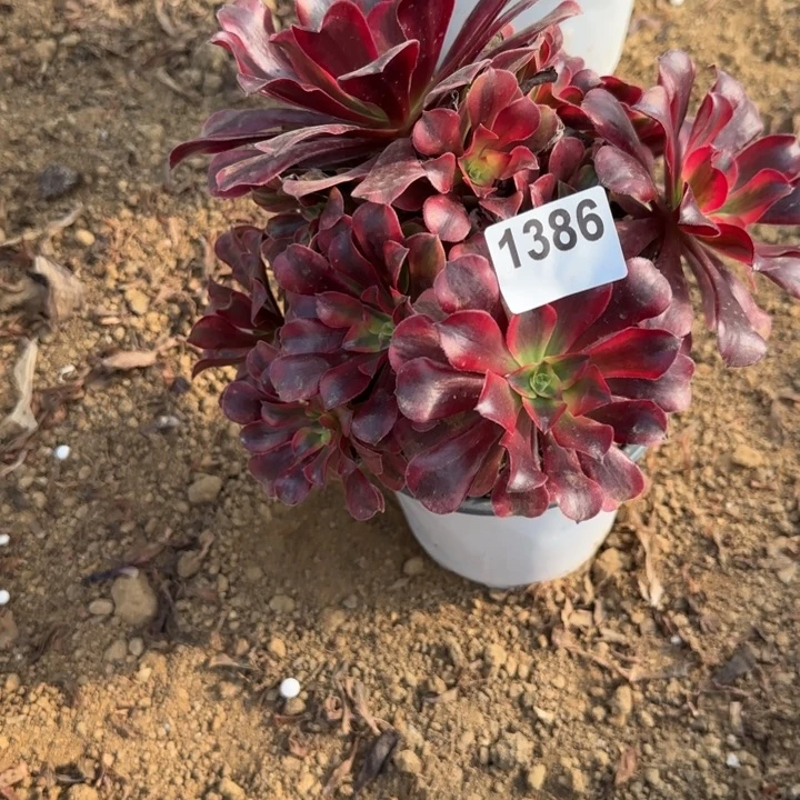 1383美杜莎清棚处理不包断枝