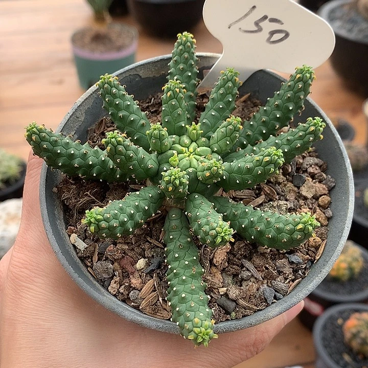 150九头龙66666666666666