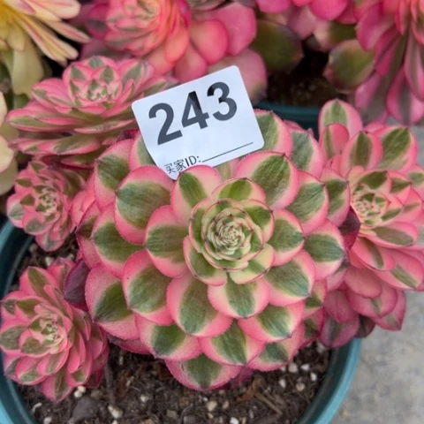 243倾城15厘米左右