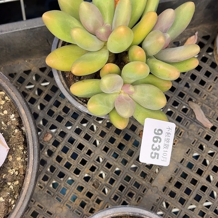 阿雅园艺。         9635糖果