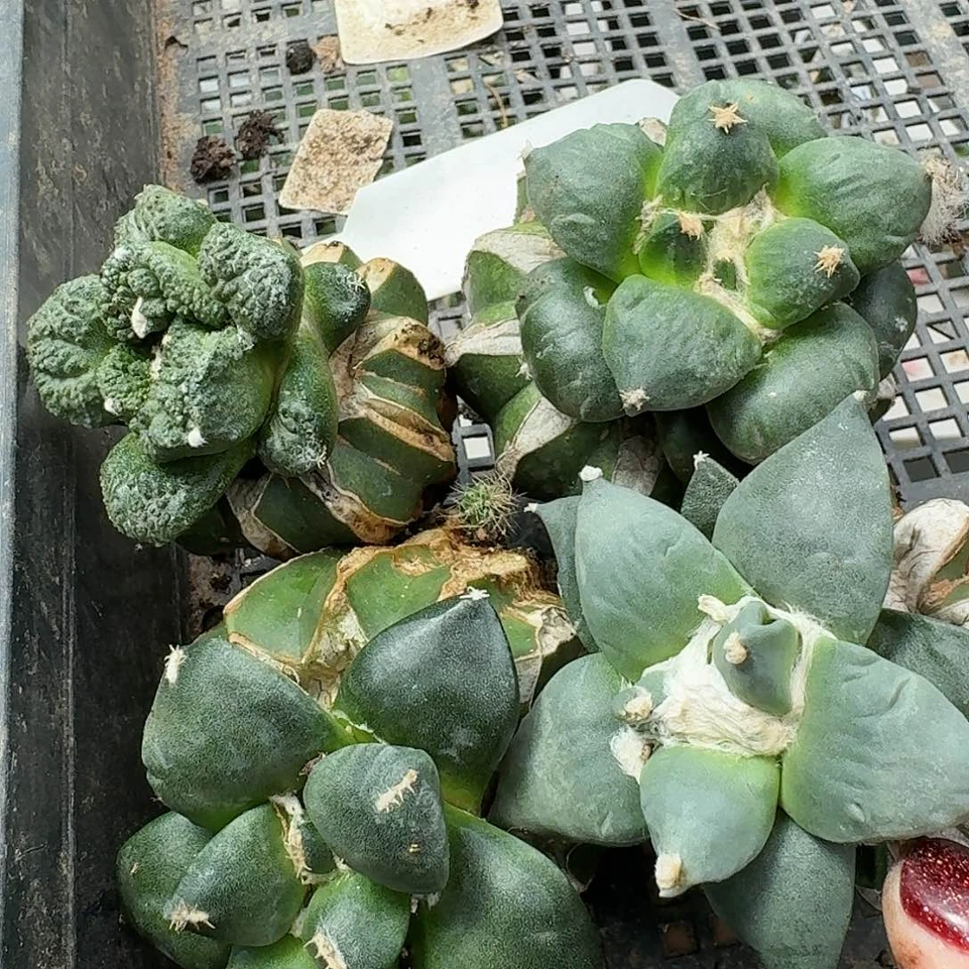 【闪购商品】无花朵清**筑福利五颗牡丹814