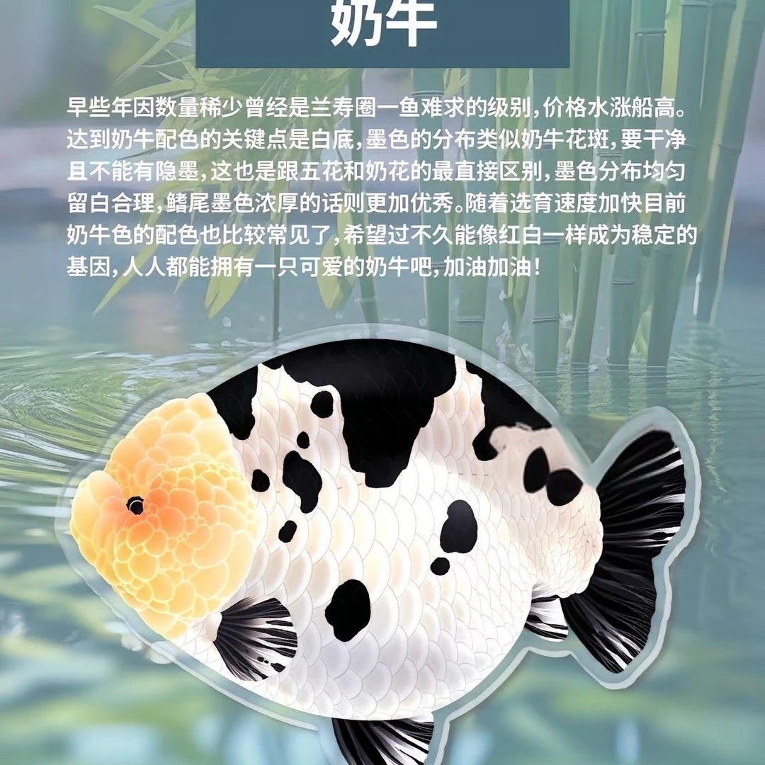 精品兰寿金鱼观赏鱼