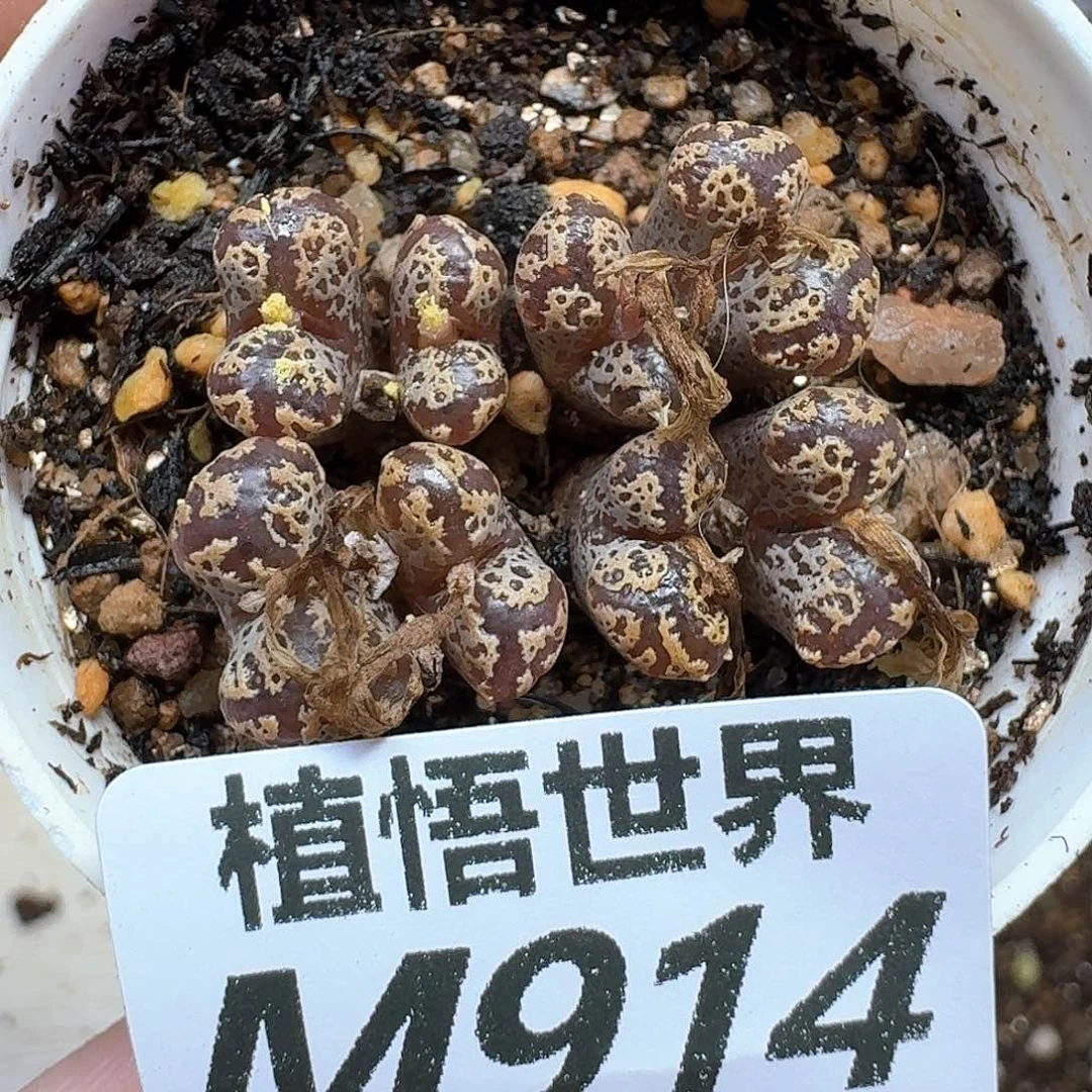 多肉植物的日子去发发