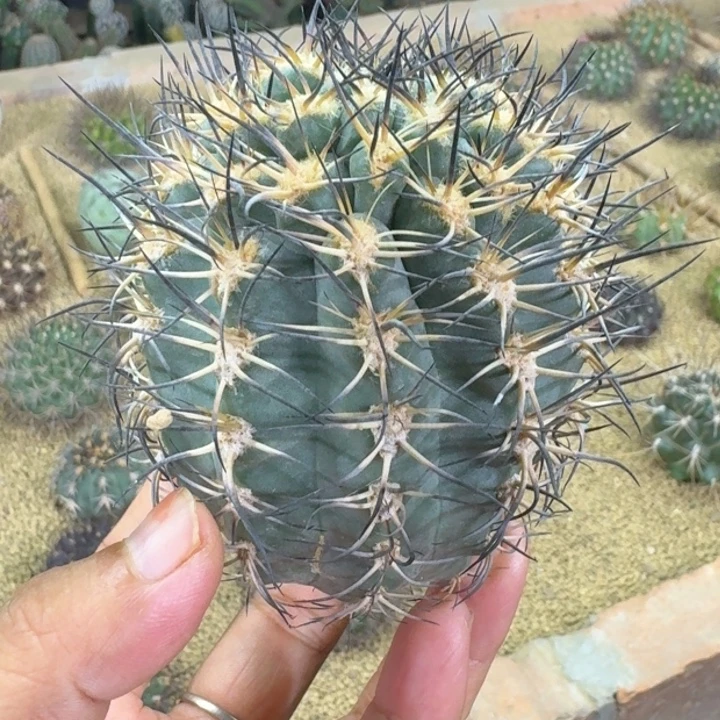 仙人球，阿寒玉666666