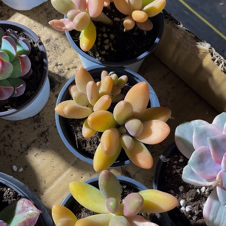 芒果奶带盆土发货