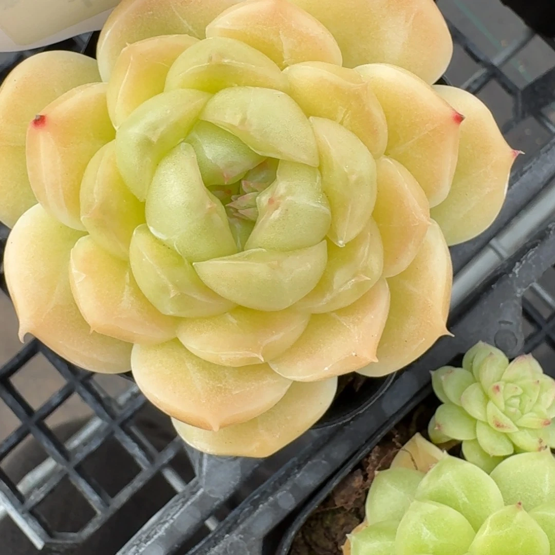 红陶?**?0211-麦秆包子